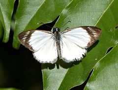Heliopetes ochroleuca