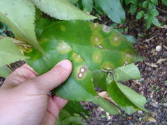 Diplochorella colensoi