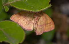 Rhodostrophia calabra