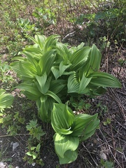 Veratrum viride eschscholtzianum