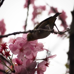 Zosterops japonicus