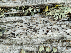 Xylographa parallela