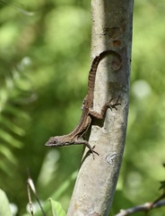 Anolis homolechis
