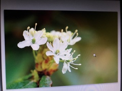 Rhododendron groenlandicum