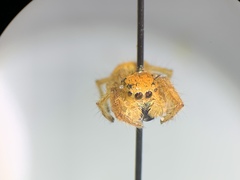 Phidippus nikites