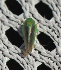 Macropsis