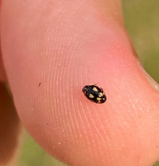 Hyperaspis festiva