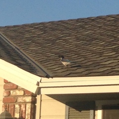 Aphelocoma californica