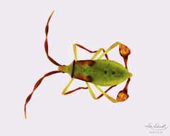 Chondrocera laticornis image