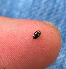 Hyperaspis festiva