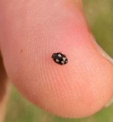 Hyperaspis festiva