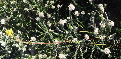 Bulbine lagopus