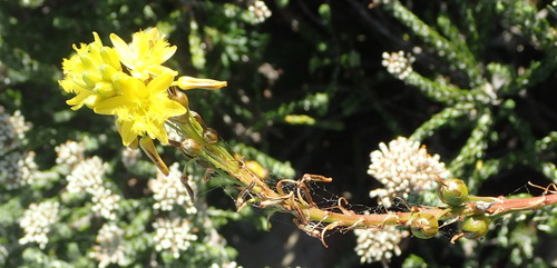 Bulbine lagopus
