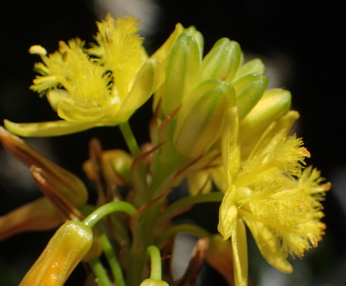 Bulbine lagopus