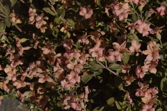 Viviania marifolia