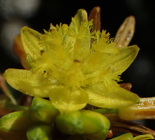 Bulbine lagopus