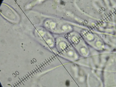 Xylographa parallela