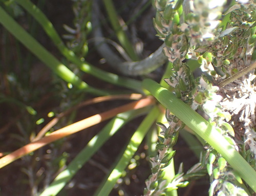 Bulbine lagopus