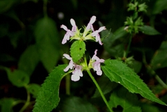 Stachys tenuifolia
