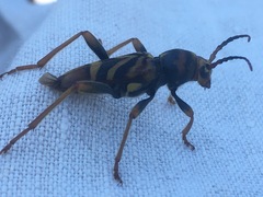 Xylotrechus chinensis