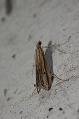 Euclasta gigantalis