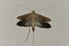 Euclasta gigantalis