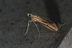 Euclasta gigantalis
