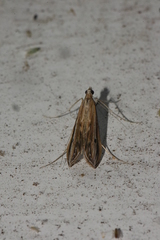 Euclasta gigantalis