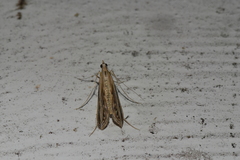 Euclasta gigantalis