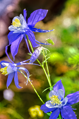 Aquilegia coerulea coerulea