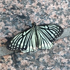 Hestina assimilis assimilis
