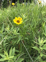 Coreopsis palmata