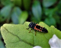 Harmonia axyridis