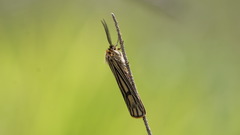 Spiris striata