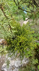 Arceuthobium oxycedri