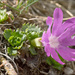 Primula minima - Photo (c) Amadej Trnkoczy, algunos derechos reservados (CC BY-NC-SA)