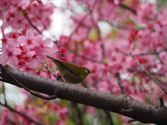 Zosterops japonicus