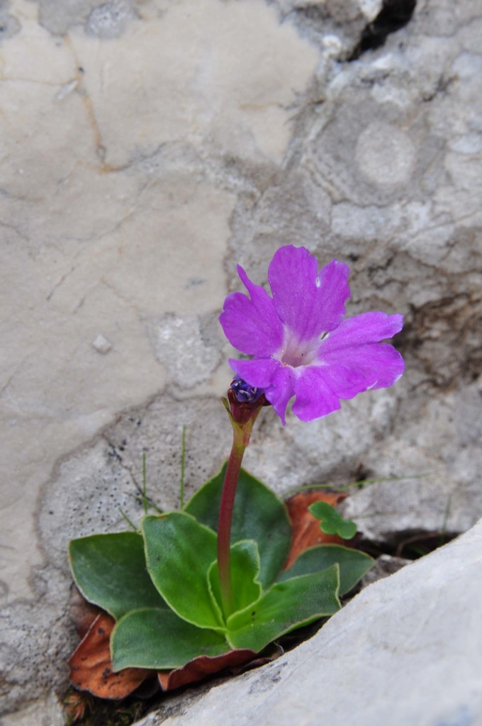 Spectacular Primrose