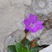 Primula spectabilis - Photo (c) Apollonio Tottoli,  זכויות יוצרים חלקיות (CC BY-NC-ND)