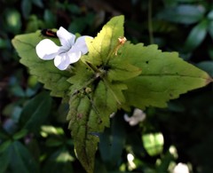 Magnoliopsida