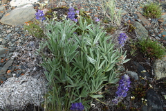 Lupinus kuschei