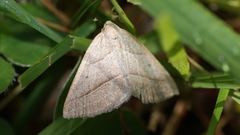 Petrophora chlorosata