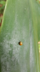 Hemisphaerius