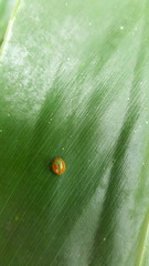 Hemisphaerius