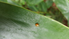 Hemisphaerius