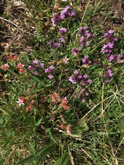 Woolly Thyme (Thymus pseudolanuginosus)