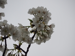 Prunus