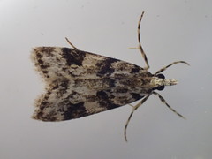 Eudonia delunella