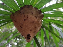 Angiopolybia