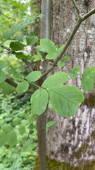 Fraxinus latifolia